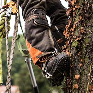 Arborist